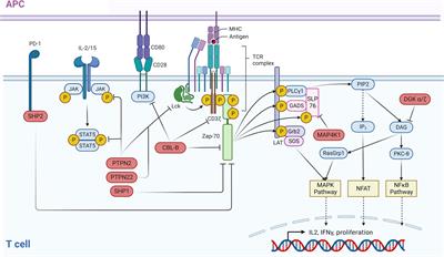 Frontiers | Small Molecule Inhibitors For Cancer Immunotherapy And ...